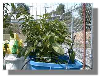 Hot thai pepper plant