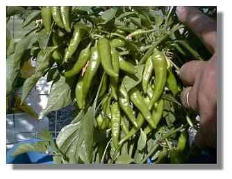 Harvesting thai pepper plant