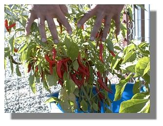 Harvesting thai pepper plant