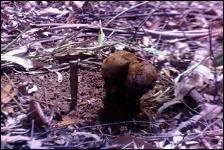 Ectomycorrhiza