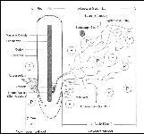 Endomycorrhiza