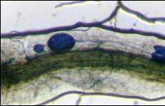 Endomycorrhiza