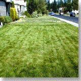 OrganicLawnCare jpg