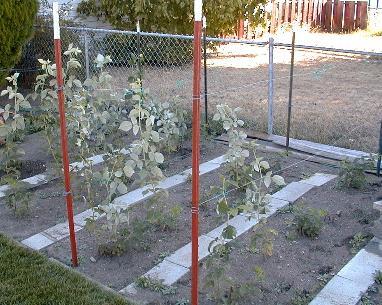 Growing Raspberry