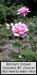 The best solution for achieving the highest quality roses!