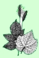 Our Affordable Gardening Supply Products, which we call Natures Own Growing System, include Product Brochures, BioVam Mycorrhiza, Biosol Mix 7-2-3 Organic Fertilizer, Planters II Trace Mineral Fertilizer, Yucca Extract, Microbe Tea Brewing Kits, Pre-Brewed Microbe Tea, Bio-Peat moss and mushroom compost, Zeolite, Organic White Gold Bar Soaps, Just Like Sugar Natural Sweetener, and Spider Elimination Kits (spider traps).