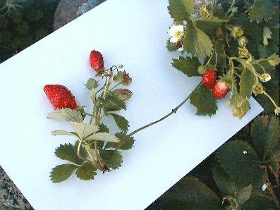 Strawberry Plants Runners