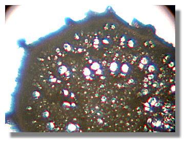 Cross section from a stem of an Asparagus Fern treated with BioVam.