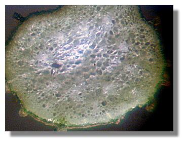 Cross section of a stem from an Asparagus Fern treated with BioVam.