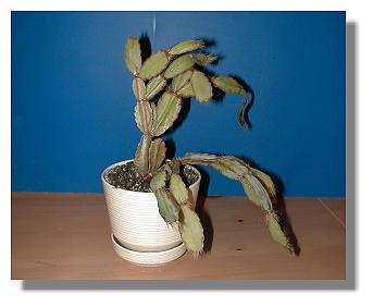 Repotted and treated cactus plant.