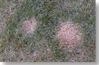 Spots from dog urine burned into the lawn before treatment with BioVam.