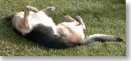 Our German Shepard, Snoopy loves rolling around on a BioVam treated lawn.