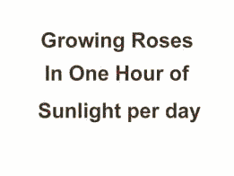 Grow roses in one hour of sun per day.
