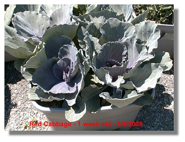 High Brix Red Cabbage in 30 days.