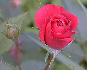 Miniature Rose