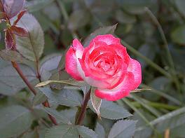 Miniature Rose.