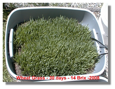 14 brix Wheat Grass.