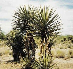 Yucca Schidigera plant.