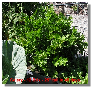 12 brix Celery grows fast.